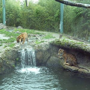 Asian Forest Sanctuary - Sumatran Tiger Cubs