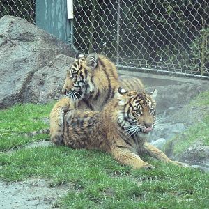 Asian Forest Sanctuary - Sumatran Tiger Cubs