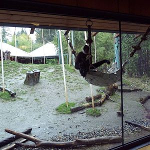 Asian Forest Sanctuary - White-Cheeked Gibbons