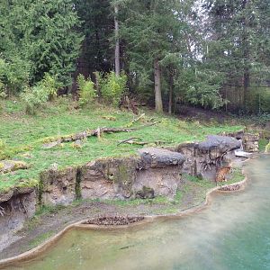 Asian Forest Sanctuary - Sumatran Tiger Exhibit