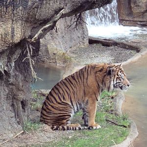 Asian Forest Sanctuary - Sumatran Tiger