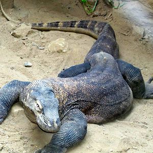 Komodo Dragon