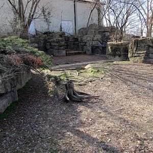 Aldabra Tortoise Yard