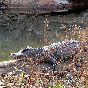 Chinese Alligator