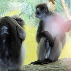 Spectacled Langurs