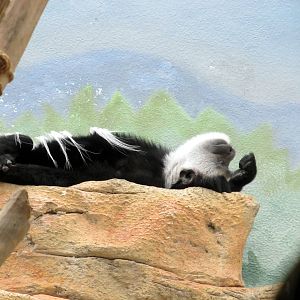 Black and White Colobus