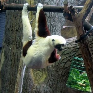 Coquerel's Sifaka