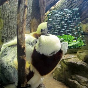Coquerel's Sifaka and Baby