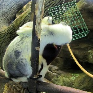 Coquerel's Sifaka and Baby