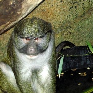 Allen's Swamp Monkey