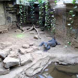 Komodo Dragon Exhibit