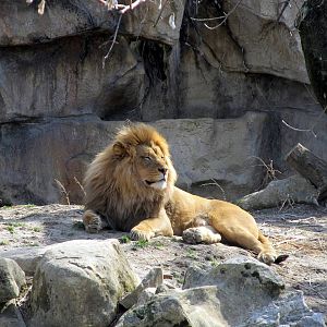 African Lion