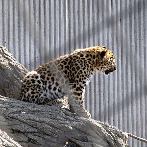 Amur Leopard Cub