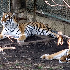 Amur Tigers