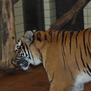 Malayan tiger 08/01/2011