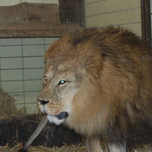 lion 08-01-2011