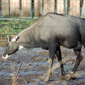 nilgai 08-01-2011