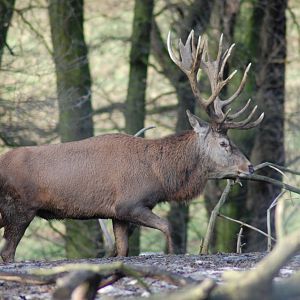 Red deer 08-01-2011