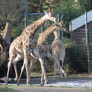 Angola giraf 08-01-2011