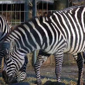 Grant Zebra 08-01-2011