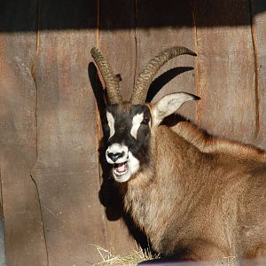Roan Antelope 08-01-2011