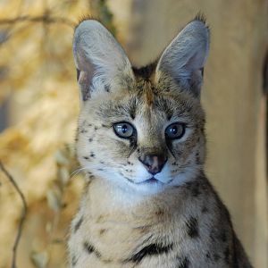 Serval 08-01-2011