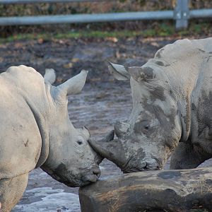 White rhino 08-01-2011