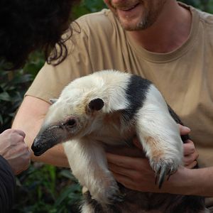 tamandua 08-01-2011