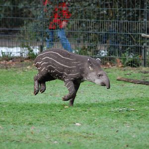 South American Tapir 08-01-2011