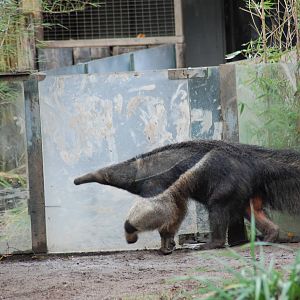 giant anteater 08-01-2011