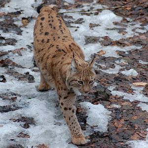 Karpaten lynx 08-01-2011