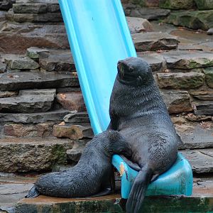 South American Fur Seal 08-01-2011