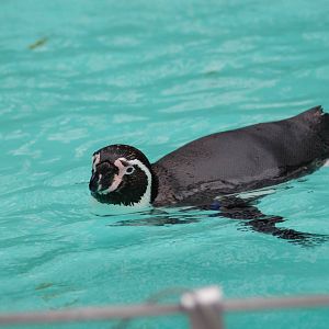 Humboldtpinguin 08-01-2011