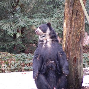 Spectacled Bear 08-01-2011