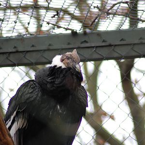Andean Condor 08-01-2011