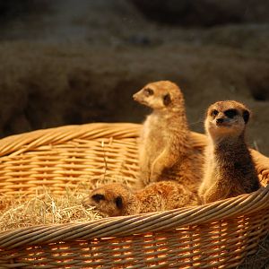 Meerkat 27-02-2011