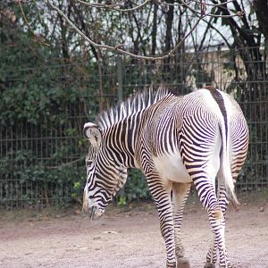Grevy zebra 27-02-2011