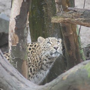 Persian Leopard 27-01-2011