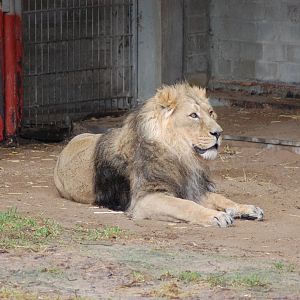 Asiatic Lion 27-02-2011