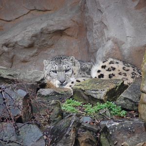 Snow Leopard 27-02-2011