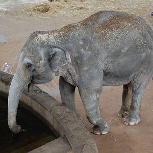 Asian elephant 27-02-2011