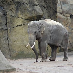 Asian elephant bull 27-02-2011