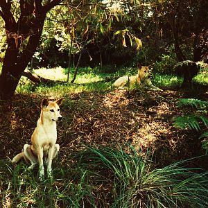 Old Taronga Zoo Photo February 1989 - Dingos