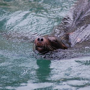 California Sea Lion 27-02-2011