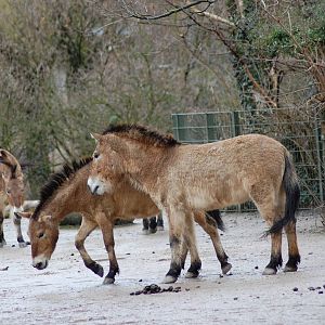 Przewalski's Horse 27-02-2011
