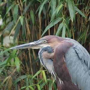 Goliath Heron 27-08-2011