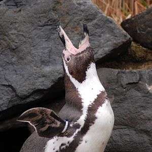 humbold pinguin 27-02-2011