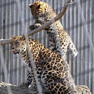 Amur Leopards