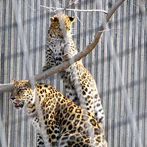 Amur Leopard and Cub