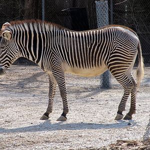 Grevy's Zebra